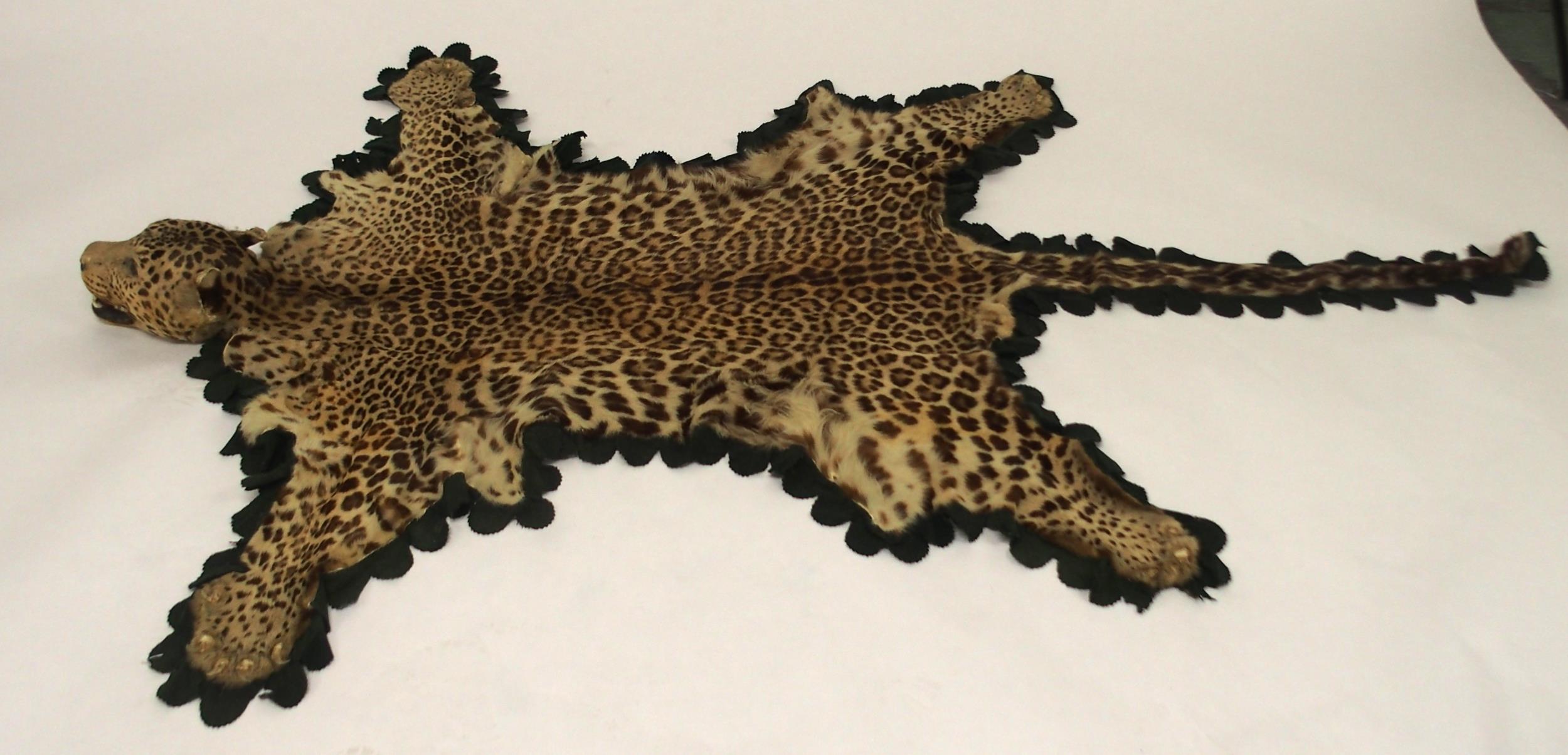 A 20TH CENTURY TAXIDERMY LEOPARD PELT RUG on green felt trimmed backing with snarling open-mouthed - Image 2 of 16