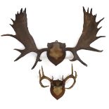 A LARGE SET OF EUROPEAN MOOSE ANTLERS on skull cap mounted upon oak shield wall mount, 85cm high x