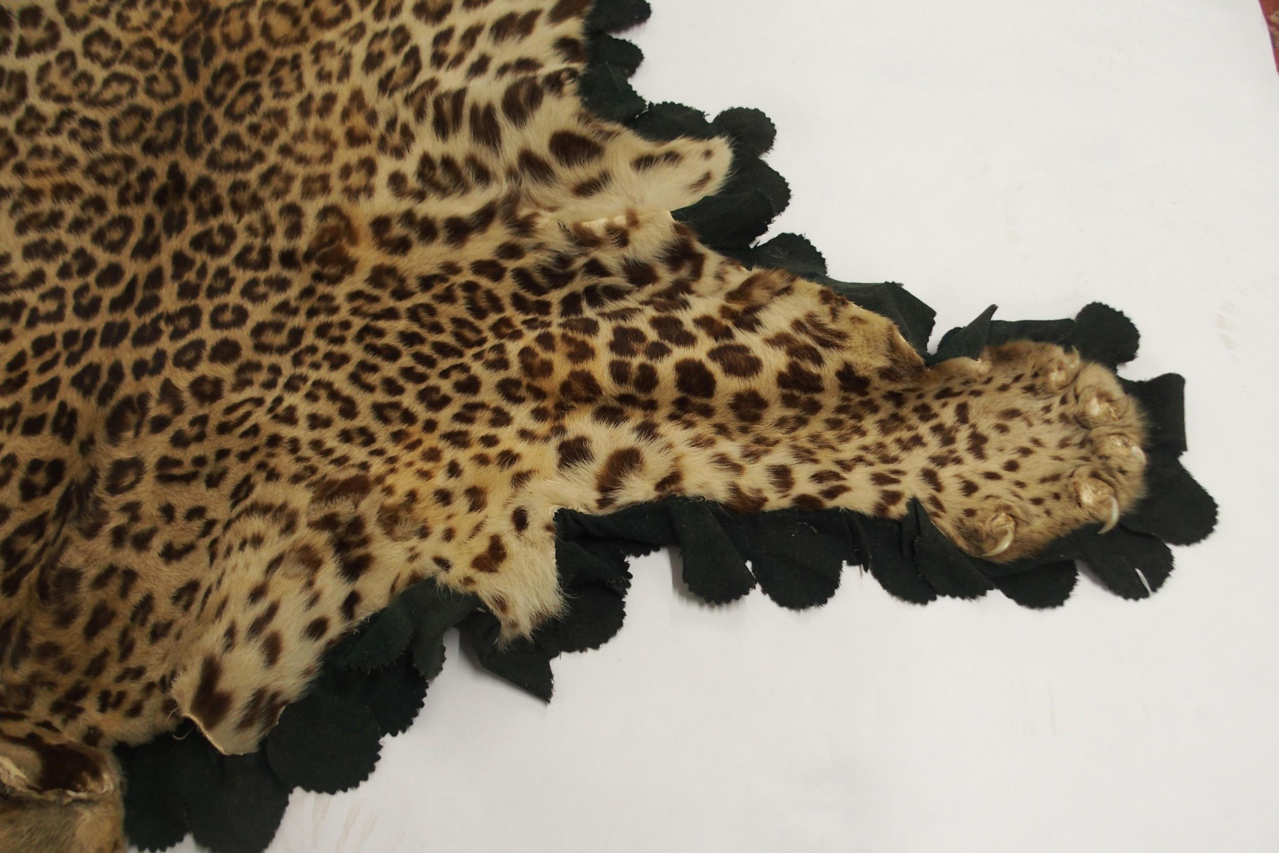 A 20TH CENTURY TAXIDERMY LEOPARD PELT RUG on green felt trimmed backing with snarling open-mouthed - Image 8 of 16