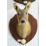 TAXIDERMY A Chinese water deer neck mount, on shield plaque with "CIC" medal suspended; together