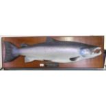 A large cast model of an Atlantic Salmon, "26lbs. 8 ozs., Caught by Mr. Gary Gray, Cottage Pool,