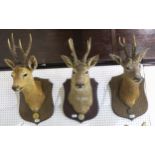 TAXIDERMY Three roebuck shoulder mounts on stained oak shield plaques, each having suspended "CIC"