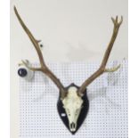 TAXIDERMY A pair of fallow deer antlers, mounted on a shield plaque, together with a corresponding