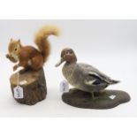 TAXIDERMY A red squirrel, modelled on a naturalistic log base, together with a duck (2) Condition