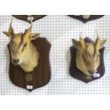 TAXIDERMY Two muntjac buck shoulder mounts, each on shield plaque with "CIC" medal suspended and