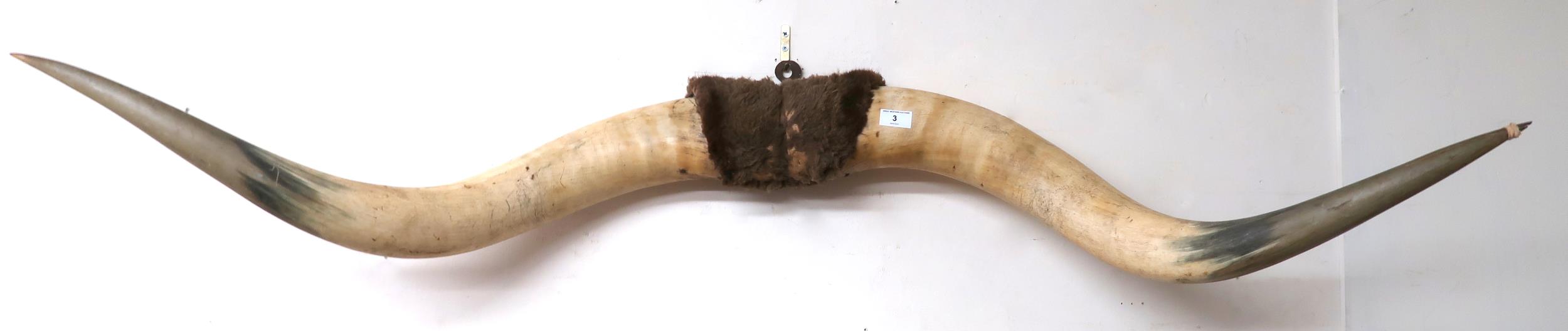 A large pair of cows horns joined by pelt on iron wall mount, 143cm wide Condition Report: