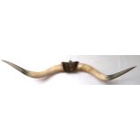 A large pair of cows horns joined by pelt on iron wall mount, 143cm wide Condition Report: