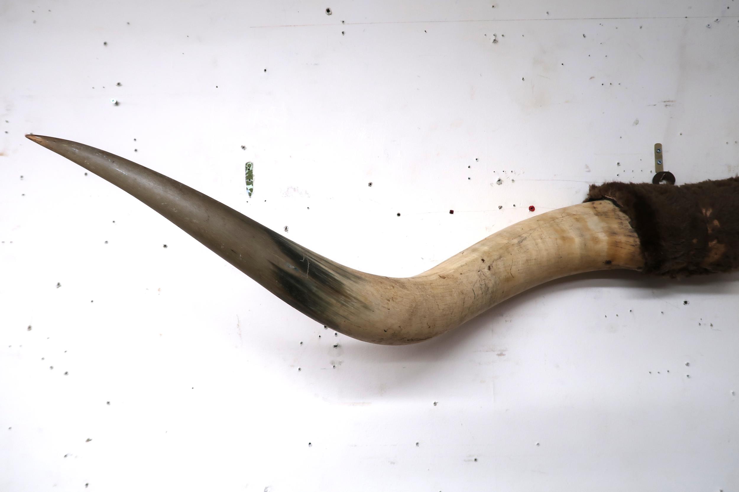 A large pair of cows horns joined by pelt on iron wall mount, 143cm wide Condition Report: - Image 3 of 6