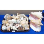 A collection of shells including conches etc Condition Report:Available upon request