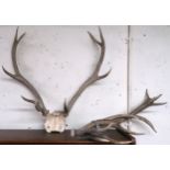 A set of nine point antlers on skull cap and a pair of loose antlers (3) Condition Report: