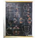 ADAM ROUILLY Vertebral Column with Pelvis linen wall chart Condition Report:Available upon request