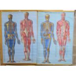DENOYER-GEPPERT ANATOMY SERIES KL 1 Skeleton and Musculature front view and KL 2  Skeleton and