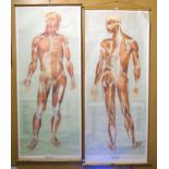 ERNST KLETT VERLAG , Stuttgart anatomical linen wall chart MUSCLES (Anterior View) and Dr. te Neues