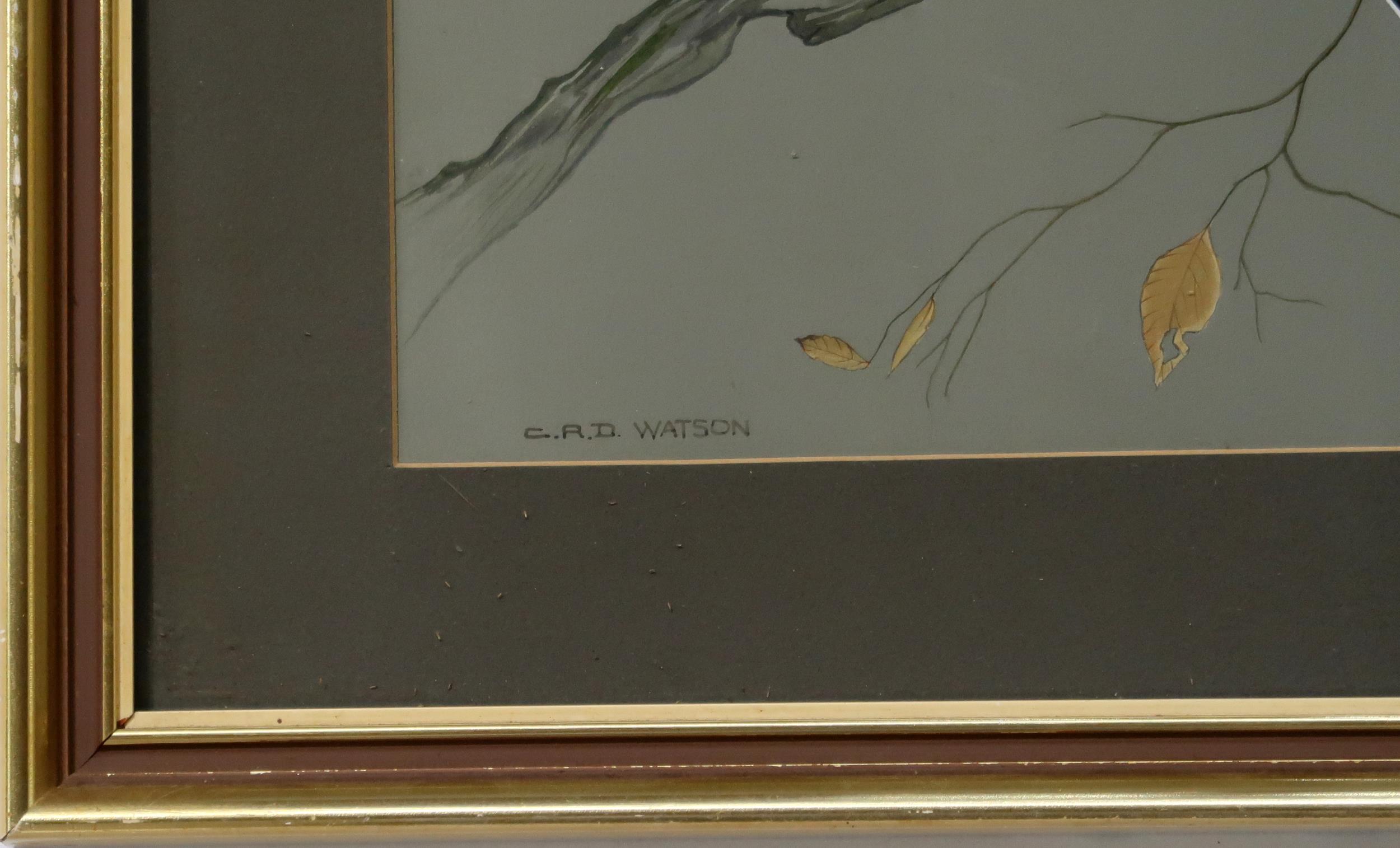 C.R.D.WATSON Kestrel, signed, gouache, 33 x 25cm Condition Report:Available upon request - Image 3 of 3