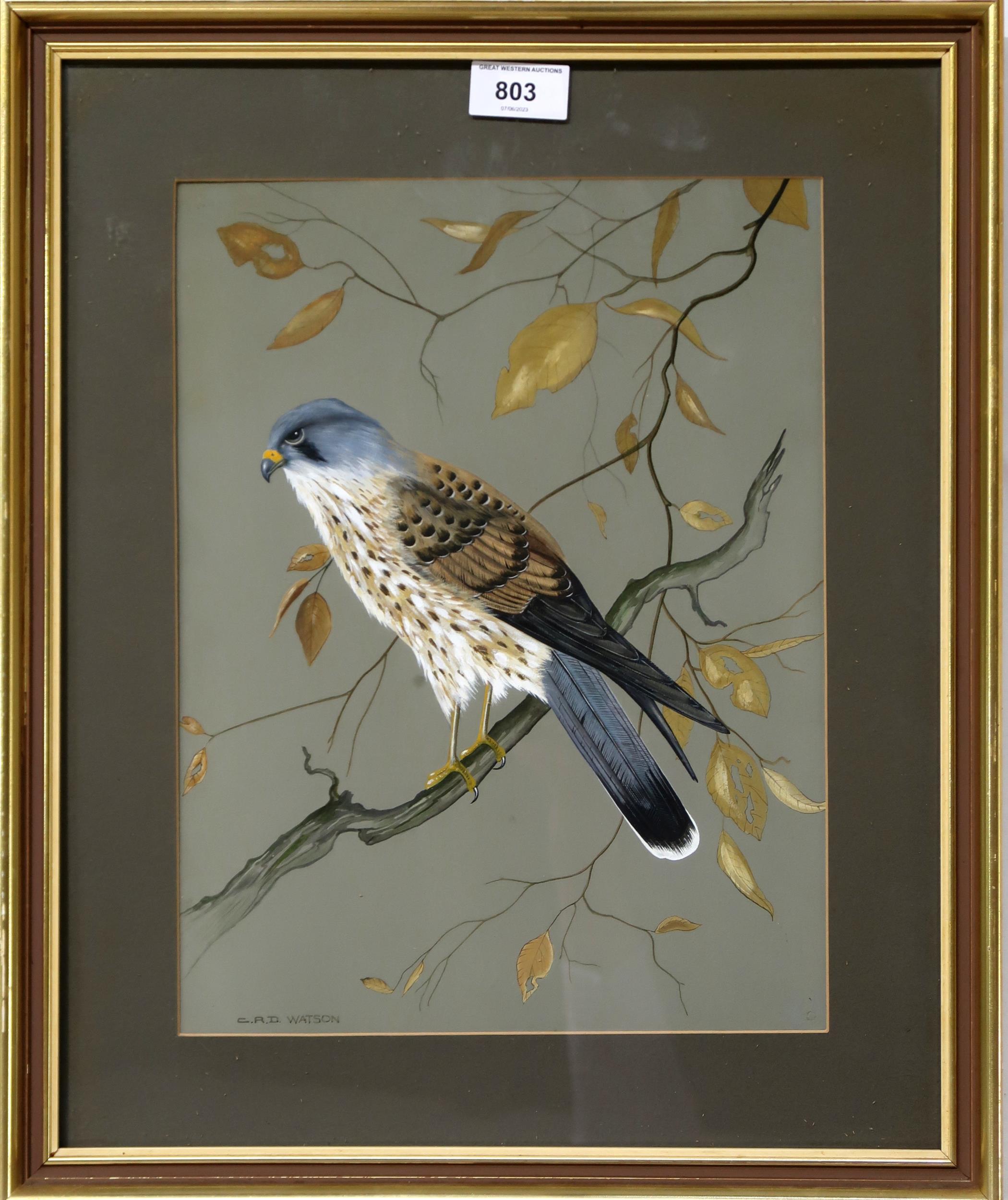 C.R.D.WATSON Kestrel, signed, gouache, 33 x 25cm Condition Report:Available upon request - Image 2 of 3