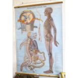 DENOYER - GEPPERT ANOTOMY SERIES KL 8 Nervous System linen wall chart Condition Report:Available