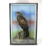 TAXIDERMY - A LATE-VICTORIAN CASED GOLDEN EAGLE (AQUILA CHRYSAETOS) The adult bird modelled