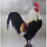 JANE BLAIR (SCOTTISH CONTEMPORARY) BLACK COCK