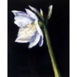 SHEILA JACKSON AMARYLLIS Oil on board, signed lower right, 36 x 28cm Together with 2 others (3)