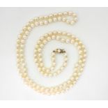 An opera length of pearls with a 9ct gold clasp, length 104cm Condition Report:Available upon