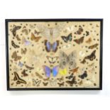LEPIDOPTEROLOGY: A GLAZED DISPLAY OF BUTTERFLIES AND BEETLES Mounted upon a cushioned backdrop,
