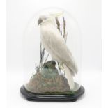 TAXIDERMY - A SULPHUR-CRESTED COCKATOO (CACATUA GALERITA) Modelled perched upon a mossy log within a