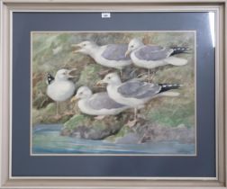 RALSTON GUDGEON RSW (SCOTTISH 1910-1984) SEAGULLS Watercolour, signed lower right, 55 x 73cm