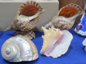 Two large Triton's trumpet shells, a conch shell and a turban shell Condition Report:Available