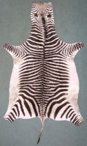 A TAXIDERMY ZEBRA PELT RUG  305cm long from nose to tail and 173cm at widest point Condition
