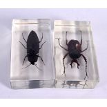 A PAIR OF RETRO PERSPEX CASED INSECTS. 7.25 cm x 4 cm.