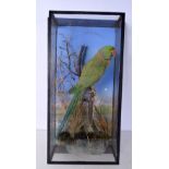 A Cased taxidermy of a Parakeet 12 x 46 x 26 cm