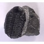 A RARE 570 MILLION YEAR OLD TRILOBITE Mogador, Morocco, Phacops. 12 cm x 12 cm.