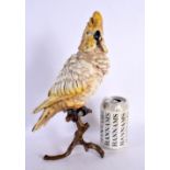 A LARGE CONTEMPORARY COLD PAINTED BRONZE COCKATOO. 30 cm high.