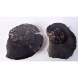 A pair of polished Ammonite samples 15 x 12 cm (2).