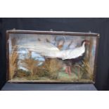 A Cased Taxidermy Silver Pheasant 56 x 93 x 26 cm.