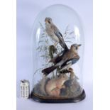 A LARGE VICTORIAN TAXIDERMY BIRD AND SQUIRREL GROUP. 58 cm x 32 cm.