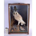 A LARGE VICTORIAN TAXIDERMY OWL AND BIRD GROUP. 60 cm x 32 cm.