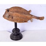 A Taxidermy Honeycomb cow fish fitted to a stand 27 x 34 cm.