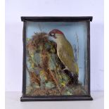 A Taxidermy green Woodpecker 37 x 31 cm