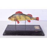 A Taxidermy Perch fish fitted to a stand 18 x 31 cm.