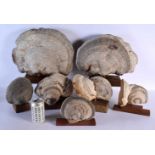 A LOVELY SET OF ANTIQUE TAXIDERMY NATURAL HISTORY FUNGUS SPECIMENS of naturalistic form. Largest