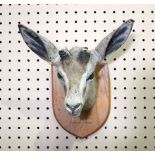 A taxidermy Gazelle mounted on a plaque 21 x 23 cm