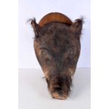 A mounted taxidermy boars head 48 x 28 cm,