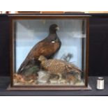 A pair of Western Capercaillie cased Taxidermy 73 x 81 x 31 cm.