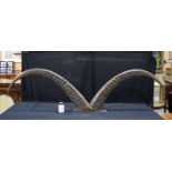 A large mounted pair of Buffalo horns 52 x 190 cm.
