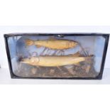 A cased taxidermy pike and another freshwater fish 40 x 80 x 20 cm