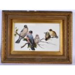 19th c. English porcelain plaque painted with a study of bull finches. 27Cm x 16cm