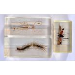 THREE VINTAGE PERSPEX CASED INSECT PAPERWEIGHTS. Largest 11 cm x 4.5 cm. (3)