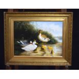 Ray Jacob 20/21st Century framed oil on canvas depicting waterfowl 29 x 39 cm.