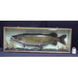 A large cased taxidermy pike 21 x 144 cm .